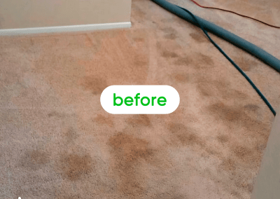 carpet cleaner chicago